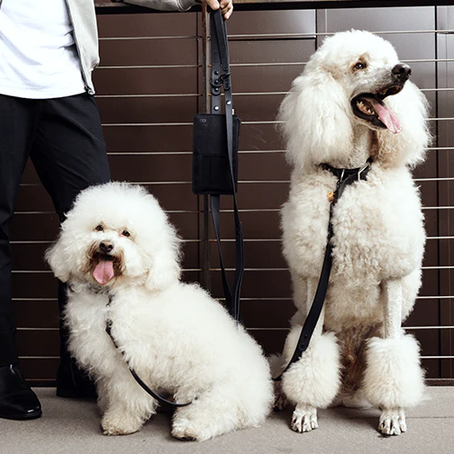 The Pet Leash in M/L - Image 10