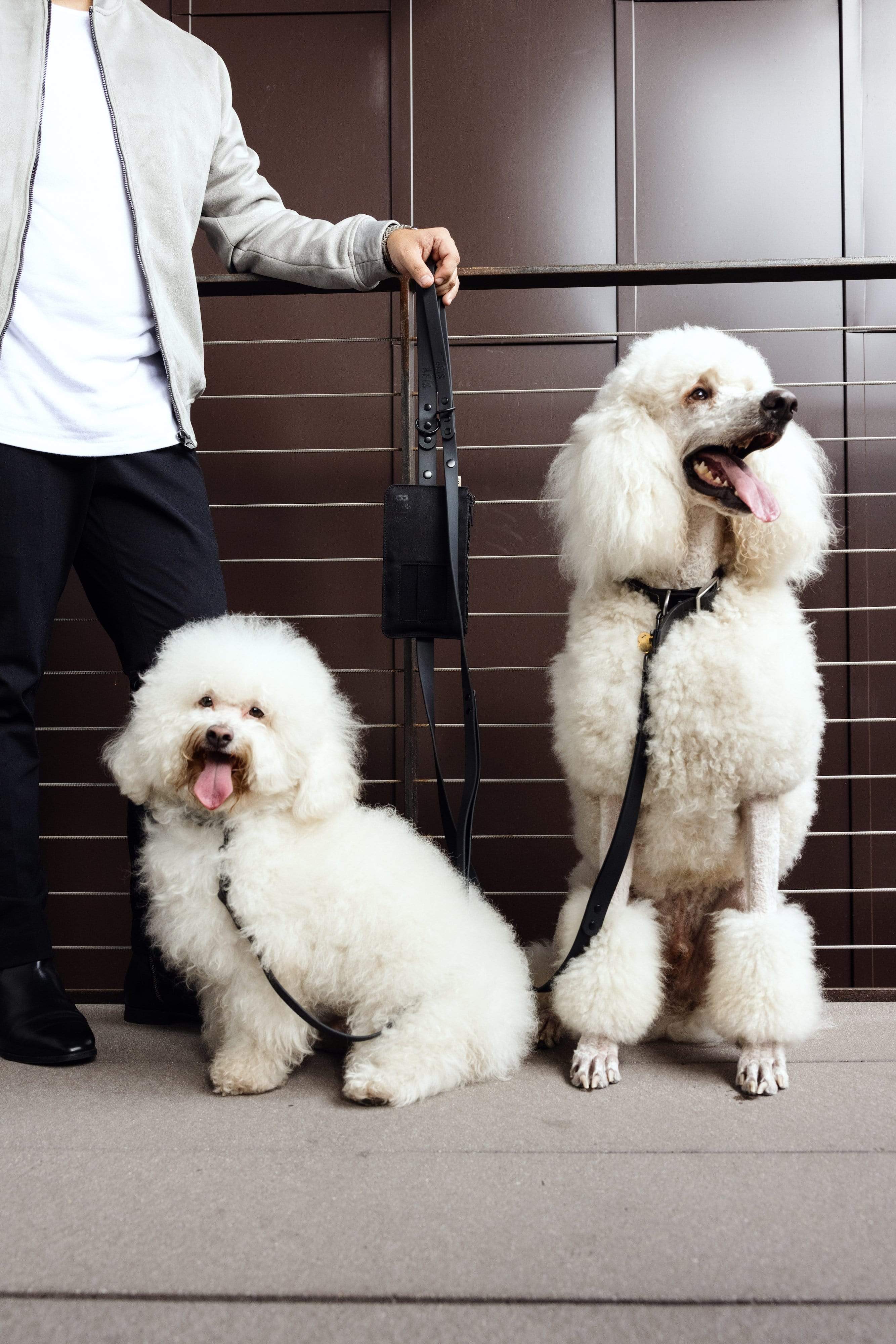 The Pet Leash in XS/S - Image 4